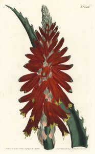 Aloe arborescens - Espada de folhas estreitas Aloe, Aloe arborescens. Gravura em chapa de cobre colorida à mão por F. Sansom Jr. após ilustração de Sydenham Edwards da revista Botanical Magazine de William Curtis, T. Curtis, Londres. de Sydenham Teast Edwards