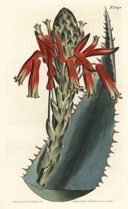 Aloe variete - Blue aloe, Aloe glauca (Aloe glaucous aloe, Aloe rhodacantha) - Gravura em chapa de cobre colorida à mão por F. Sansom Jr. após ilustração de Sydenham Edwards da revista Botanical de William Curtis, T. Curtis, Londres de Sydenham Teast Edwards