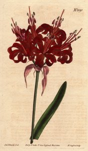 Amaryllis cor de papoila, com flores escuras carmesim, florescendo a partir de um único pé. Originária do Cabo da Boa Esperança (África do Sul). Amaryllis de cor papoula, com flores carmesim profundas, florescendo de um único caule. Nativo do Cabo da Boa E de Sydenham Teast Edwards