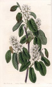 Amelanchier com folhas de amieiro ou aronie florido - Placa gravada por S.Watts, de uma ilustração de Sarah Anne Drake (1803-1857), do Botanical Register of Sydenham Edwards (1768-1819), Inglaterra de Sydenham Teast Edwards
