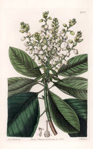 American Arbutus Tree - Gravado por S.Watts, de uma ilustração de Sarah Anne Drake (1803-1857), do Botanical Register of Sydenham Edwards (1768-1819), Inglaterra de Sydenham Teast Edwards