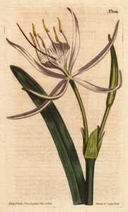 O pancratium americano tem flores brancas perfumadas. Pancratium americano com flores brancas perfumadas. Pancratium rotatum. Gravura em chapa de cobre colorida à mão a partir de uma ilustração botânica de Sydenham Edwards da "Botanical Magazine" de Willia de Sydenham Teast Edwards
