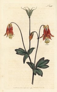 Ancolia du Canada - Canadian columbine. Aquilegia canadensis. Gravura em chapa de cobre colorida à mão por Sansom após ilustração de Sydenham Edwards rom William Curtis