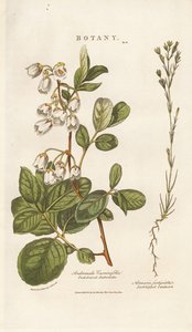 Andromeda e Sandwort de Sydenham Teast Edwards