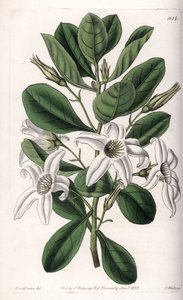 Anthocercis variete, nativo da Austrália - Placa gravada por S.Watts, a partir de uma ilustração de Sarah Anne Drake (1803-1857), do Botanical Register of Sydenham Edwards (1768-1819), Inglaterra de Sydenham Teast Edwards
