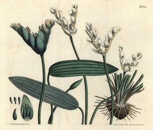 Aponogeton fragrant - Cap-pondweed, Aponogeton distachyos (aponogeton de flor bifurcada, Aponogeton distachyon). Gravura em chapa de cobre colorida à mão por F. Sansom Jr. após uma ilustração de Sydenham Edwards da revista Botanical Magazine de William Cur de Sydenham Teast Edwards