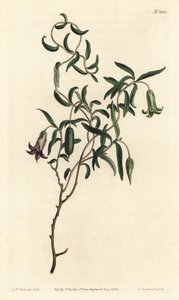 Apple berry or changeable flowerered billardiera, Billardiera mutabilis - Gravura em chapa de cobre colorida à mão por F. Sansom Jr. após ilustração de Sydenham Edwards da revista Botanical de William Curtis, T. Curtis, Londres de Sydenham Teast Edwards