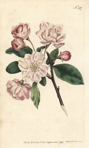 Macieira com flores ornamentais - maçã chinesa com flores, Malus spectabilis (macieira chinesa, Pyrus spectabilis). Gravura em chapa de cobre colorida à mão por Sansom após uma ilustração de Sydenham Edwards da revista Botanical de William Curtis, Londres