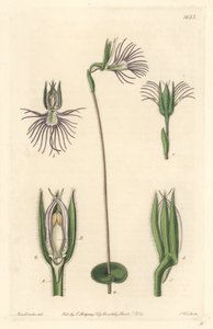 Araignee orquídea, nativa da África do Sul - Água forte de S. Watts de uma ilustração de Sarah Anne Drake (1803-1857), do Botanical Register de Sydenham Teast Edwards