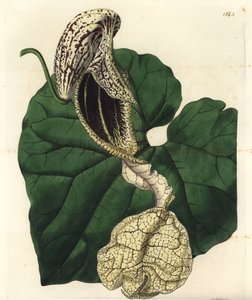 Aristoloche variete - Aristolochia cymbifera - Aristolochia cymbifera - Aristoloche variete - Aristoloche variete - Aristolochia cymbifera - Aristolochia cymbifera. Gravura em chapa de cobre colorida à mão por S. Watts depois de uma ilustração de Miss Sara de Sydenham Teast Edwards