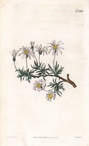 Aster acre - Aster de arbustos, Felicia fruticosa (Aster frutticulosa, Aster fruticulosa). Gravura em chapa de cobre colorida à mão por Weddell após uma ilustração de Sydenham Edwards da "Botanical Magazine" de Samuel Curtis, Londres de Sydenham Teast Edwards