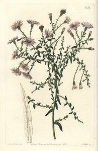 Aster variete - Aster de Nova Iorque, Symphyotrichum dumosum (Coris-leaved starwort, Aster coridifolius). Gravura em chapa de cobre colorida à mão por S. Watts após ilustração de Sarah Drake do Sydenham Edwards