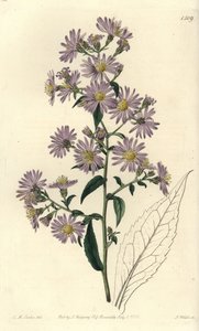 Aster variete - Aster em pânico, Symphyotrichum lanceolatum (Pallid aster, Aster pallens). Gravura em chapa de cobre colorida à mão por S. Watts após uma ilustração de Charles M Curtis do Sydenham Edwards