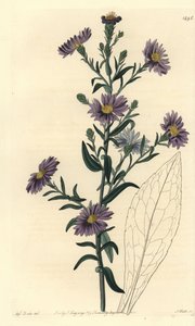 Aster variete - Aster suave, Symphyotrichum laeve (Glaucous aster, Aster cyaneus). Gravura em chapa de cobre colorida à mão por S. Watts depois de uma ilustração de Miss Sarah Drake do Registo Botânico de Sydenham Edwards, Ridgeway, Londres. de Sydenham Teast Edwards