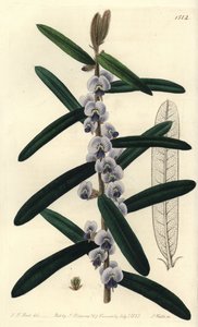 Variedade arbustiva australiana de hovea - Shaggy hovea, Hovea villosa. Gravura em chapa de cobre colorida à mão por S. Watts após uma ilustração de J.T. Hart do Sydenham Edwards