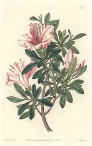 Azalee of Florists - S. Watts Strong Water de uma ilustração de Sarah Anne Drake (1803-1857), do Botanical Register de Sydenham Teast Edwards