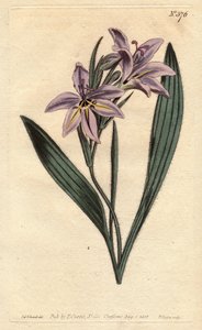 Flor de babuíno com perfume doce, com flores lilás pálidas. Babiana doce perfumada com flores lilás pálidas. Babiana plicata. Gravura em chapa de cobre colorida à mão a partir de uma ilustração botânica de Sydenham Edwards da "Botanical Magazine" de Willia de Sydenham Teast Edwards