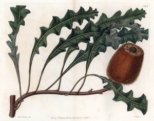 Banksia gardneri, Australian Oiginary - Gravado por S.Watts, a partir de uma ilustração de Sarah Anne Drake (1803-1857), do Botanical Register of Sydenham Edwards (1768-1819), Inglaterra de Sydenham Teast Edwards