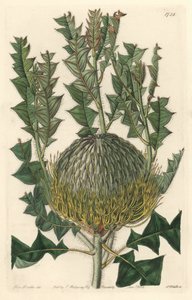 Banksia speciosa, originalmente da Austrália - S. Watts água forte de uma ilustração de Sarah Anne Drake (1803-1857), do Botanical Register de Sydenham Teast Edwards