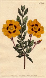 A bela cista tem flores amarelas brilhantes decoradas com carmesim. Linda esteva com flores amarelas vivas decoradas com carmesim. Cistus formosus. Gravura em chapa de cobre colorida à mão a partir de uma ilustração botânica de Sydenham Edwards, de William de Sydenham Teast Edwards