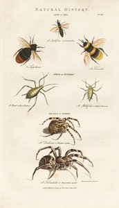 Abelhas, pulgões e aranhas de Sydenham Teast Edwards