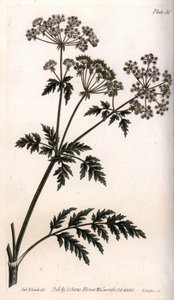 Grande cicuta. Gravura em cobre colorido, ilustração de Sydenham Edwards (1768-1819) para Conferências de Botanical, Jardim Botânico de Lambeth (Inglaterra) de Sydenham Teast Edwards