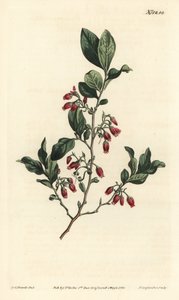 Black huckleberry, Gaylussacia baccata (Red-flowered clammy whortle-berry, Vaccinium resinosum) - Gravura em chapa de cobre colorida à mão por F. Sansom Jr. após ilustração de Sydenham Edwards da revista Botanical de William Curtis, T. Curtis, Londres de Sydenham Teast Edwards