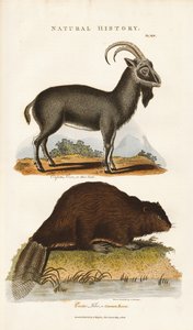 Cabra azul e castor de Sydenham Teast Edwards