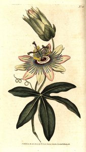 Passiflora Azul - Passiflora caerulea comum, Passiflora caerulea. Gravura em chapa de cobre colorida à mão depois de uma ilustração botânica de Sydenham Edwards da revista The Botanical Magazine de William Curtis, Lambeth Marsh, Londres.