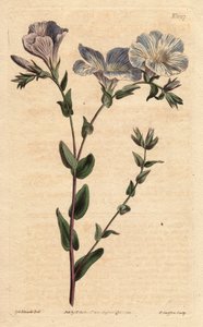 Linho azul e branco, com flores azul pálido, nativo da Europa. Linho azul e branco, com flores de cor azul pálido. Nativo da Europa. Linum ascyrifolium. Gravura em chapa de cobre colorida à mão a partir de uma ilustração botânica de Sydenham Edwards, de Wi de Sydenham Teast Edwards