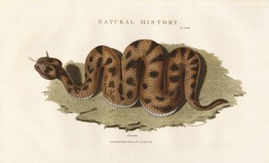 Boa Constrictor de Sydenham Teast Edwards
