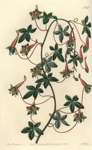 Capuchinho da Bolívia - Tropaeoleum de cinco folhas, Tropaeoleum pentaphyllum. Gravura em chapa de cobre colorida à mão por S. Watts depois de uma ilustração de Miss Sarah Drake do Registo Botânico de Sydenham Edwards, Ridgeway, Londres. de Sydenham Teast Edwards