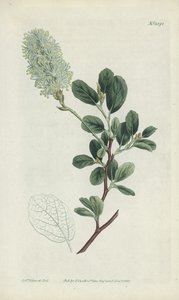Gravura botânica de Sydenham Teast Edwards