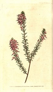 Bruyere carnee, Bruyere cor de carne, Bruyere da neve ou Bruyere dos Alpes - Herbácea, Erica herbacea. Gravura em chapa de cobre colorida à mão depois de uma ilustração botânica de Sydenham Edwards da revista The Botanical Magazine de William Curtis, Lambe de Sydenham Teast Edwards
