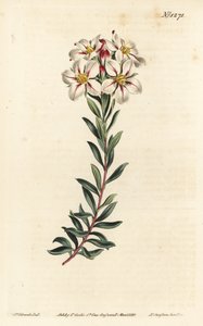 Buchu, Adenandra villosa (diosma florido em Umbel, Diosma speciosa) - Gravura em chapa de cobre colorida à mão por F. Sansom Jr. após ilustração de Sydenham Edwards da revista Botanical de William Curtis, T. Curtis, Londres de Sydenham Teast Edwards