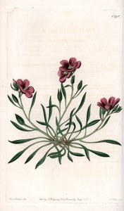 Calandrinia variete, natural da América - Placa gravada por S.Watts, a partir de uma ilustração de Sarah Anne Drake (1803-1857), do Botanical Register of Sydenham Edwards (1768-1819), Inglaterra de Sydenham Teast Edwards