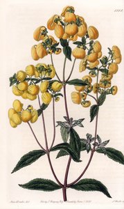 Calceolaire rugosa - Placa gravada por S.Watts, com base numa ilustração de Sarah Anne Drake (1803-1857), do Botanical Register of Sydenham Edwards (1768-1819), Inglaterra de Sydenham Teast Edwards