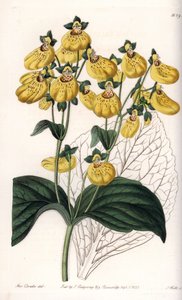 Calceolary ou chinelo pequeno, com flores amarelas - Quadro gravado por S.Watts, de uma ilustração de Sarah Anne Drake (1803-1857), do Botanical Register of Sydenham Edwards (1768-1819), Inglaterra de Sydenham Teast Edwards