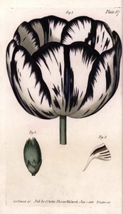 Calisse de tulipas e cravo giroflee ou floristas de cravo. Gravura em cobre colorido, ilustração de Sydenham Edwards (1768-1819) para Conferências de Botanical, Jardim Botânico de Lambeth (Inglaterra) de Sydenham Teast Edwards
