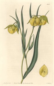 Calochorte (mariposa) ou ciclobotre com flores amarelas, nativo da Califórnia - S. Watts água forte de uma ilustração de Sarah Anne Drake (1803-1857), do Botanical Register de Sydenham Teast Edwards