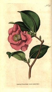 Camelia do Japão - Rose camellia, Camellia japonica. Gravura em chapa de cobre colorida à mão depois de uma ilustração botânica de James Sowerby da revista The Botanical Magazine de William Curtis, Lambeth Marsh, Londres. de Sydenham Teast Edwards