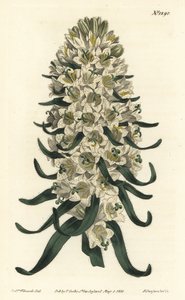 Campanula tem lindas flores - Flor dos Pirinéus, Campanula speciosa (Flor dos sinos de longa fisionomia, Campanula thyrsoidea). Gravura em chapa de cobre colorida à mão por F. Sansom Jr. após uma ilustração de Sydenham Edwards da revista Botanical Magazine de Sydenham Teast Edwards