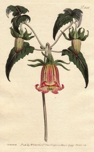 Torre do sino canário, flor em forma de sino em queda, amarelo com veia rosa, origem das Ilhas Canárias. Flor do sino das Canárias, flor em forma de sino com veias amarelas cor-de-rosa em queda. Nativo das Ilhas Canárias. Canarina campanula. Gravura em cha