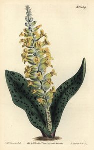 Cape Hyacinth (falsa orquídea) - Spotted leaved orchis-like lachenalia, Lachenalia orquioides. Gravura em chapa de cobre colorida à mão por F. Sansom Jr. após ilustração de Sydenham Edwards da revista Botanical Magazine de William Curtis, T. Curtis, Londre de Sydenham Teast Edwards