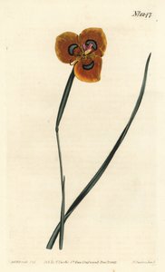 Cabo Tulipa - Moraea tulbaghensis (Moraea pavonia) de cor laranja. Gravura em chapa de cobre colorida à mão por F. Sansom Jr. após ilustração de Sydenham Edwards da revista Botanical Magazine de William Curtis, T. Curtis, Londres. de Sydenham Teast Edwards