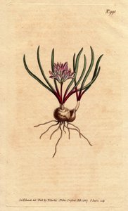 Jacinto do Cabo, com bulbo, folhas de ecarlate e flor rosa pálido. Jacinto do Cabo, com bulbo, folhas escarlate e flores cor-de-rosa pálido. Polyzena corymbosa (Massonia corymbosa). Gravura em chapa de cobre colorida à mão a partir de uma ilustração botâni de Sydenham Teast Edwards