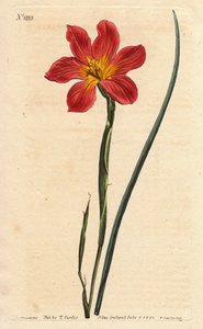 A tulipa do Cabo, moraea tem palha florida e salmão rosa. Moréias de cor palha com floração igual, salmão rosa salmão e Tulipa do Cabo amarelo. Homeria collina (Moraea collina). Gravura em chapa de cobre colorida à mão a partir de uma ilustração botânica d de Sydenham Teast Edwards