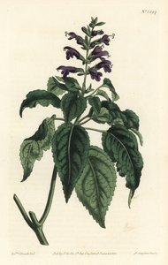 Caribbean Sage - Salvia lamiifolia (Salvia lamiifolia, Salvia amoena). Gravura em chapa de cobre colorida à mão por F. Sansom Jr. depois de uma ilustração de Sydenham Edwards da revista botânica de William Curtis, T. Curtis, Londres. de Sydenham Teast Edwards
