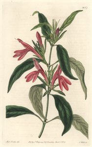 Carmantine, natural do Brasil - Water forte de S. Watts a partir de uma ilustração de Sarah Anne Drake (1803-1857), do Botanical Register de Sydenham Teast Edwards