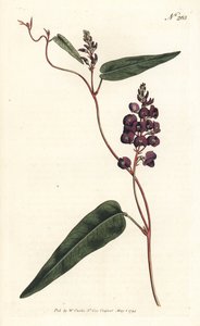 Caulinia bimaculata (Glicina púrpura, Glycine bimaculata). Gravura em chapa de cobre colorida à mão por Sansom após uma ilustração de Sydenham Edwards da revista Botanical Magazine de William Curtis, Londres de Sydenham Teast Edwards